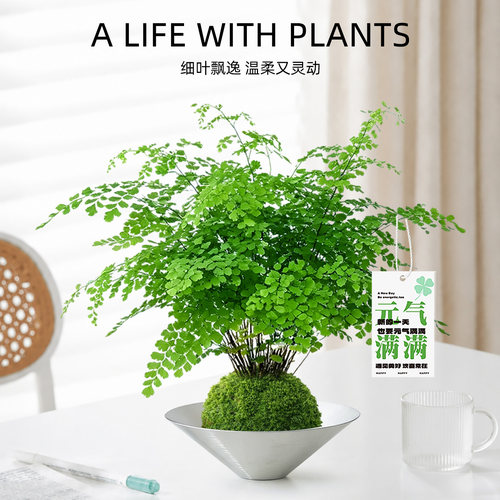 水培铁线蕨苔藓球喜阴好养