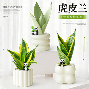 白玉虎皮兰盆栽金边虎尾兰绿植物办公室内工位桌面摆件懒人好养活