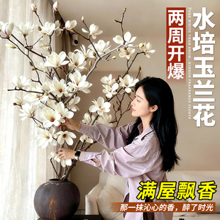 水培玉兰花鲜切枝带花苞插花干枝水养鲜花卉绿植客厅室内植物盆栽