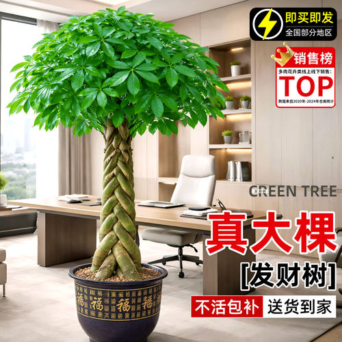辫子发财树室内好养招财大型绿植