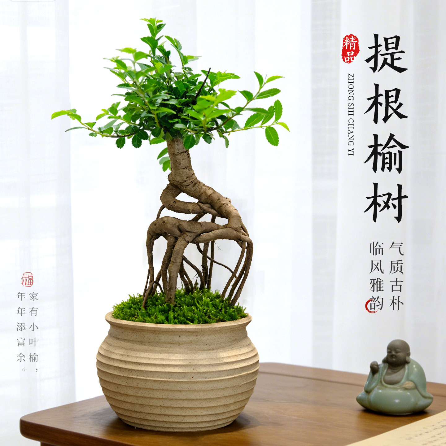 小叶榆树提根盆景精品老桩造型室内桌面绿植四季好养盆栽观赏植物 - 实物图