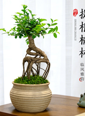 超好养！精品提根小叶榆树盆栽