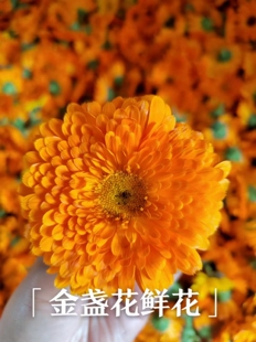 新鲜金盏花鲜花 每年4-5月份花期 提取金盏花纯露花材专用