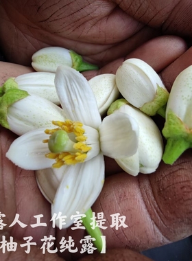 柚子纯露CLR/采露人补水