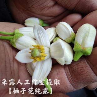 柚子花纯露 滋润舒缓 单方私人鲜花纯露定制采露人工作室提取
