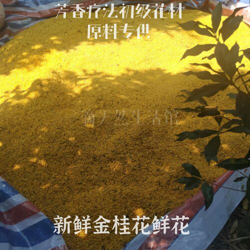 新鲜金桂花鲜花 每年10月花期 制作桂花纯露桂花蜜桂花酒桂花干花 - 封面