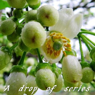 新鲜柚子花鲜花 每年4月中旬花期 提取柚子花纯露芳疗花材专用