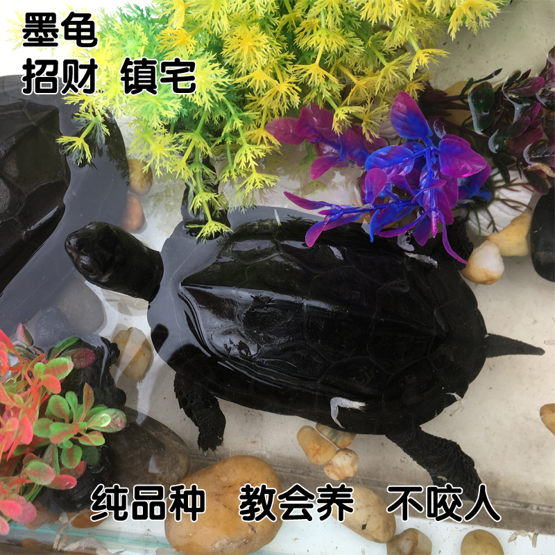 墨龟全黑国龟活体长寿龟风水龟幸运龟中华草龟宠物龟活体招财镇宅