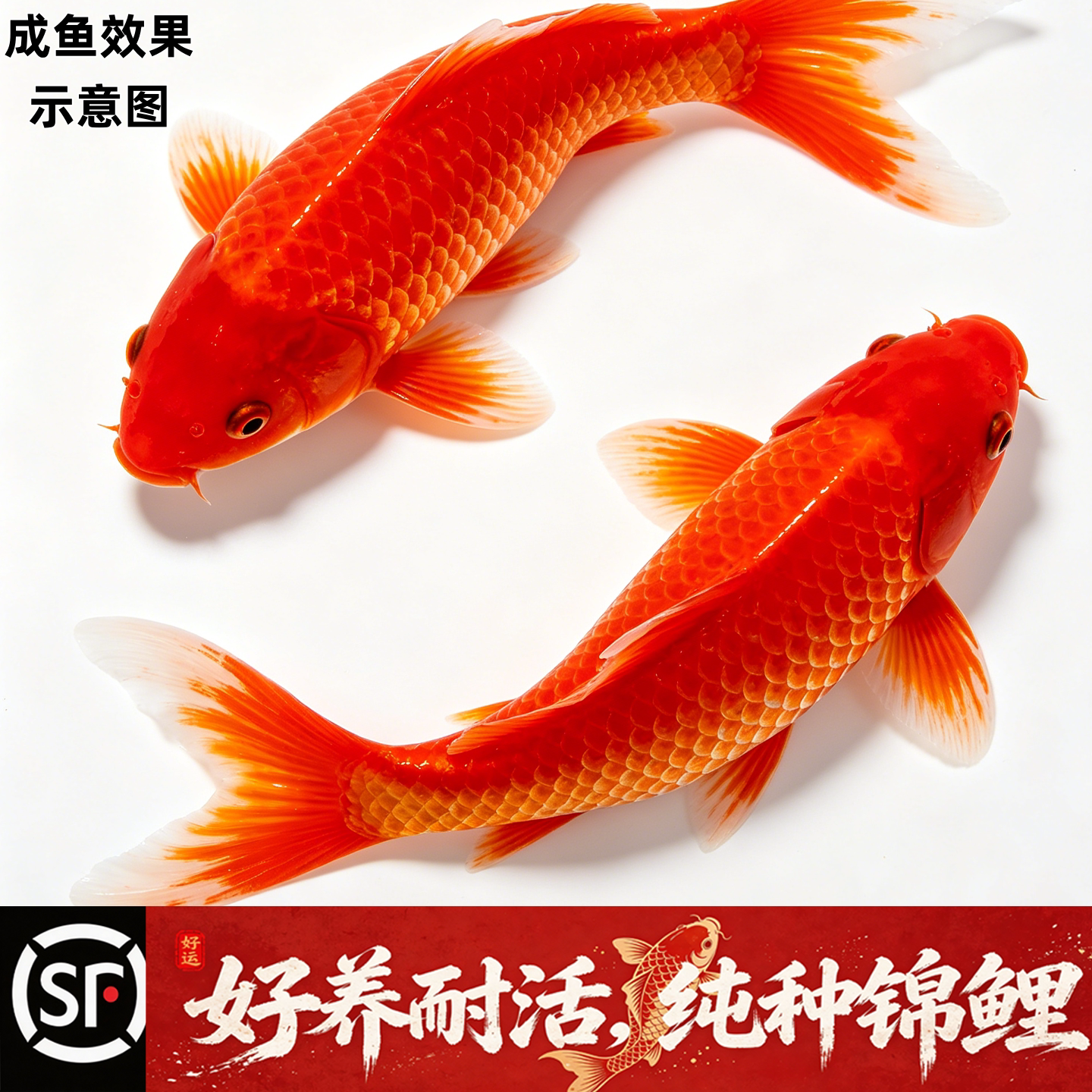 顺丰锦鲤活体鱼苗纯种全红火鲤三色冷水观赏鱼 大型淡水好养耐活