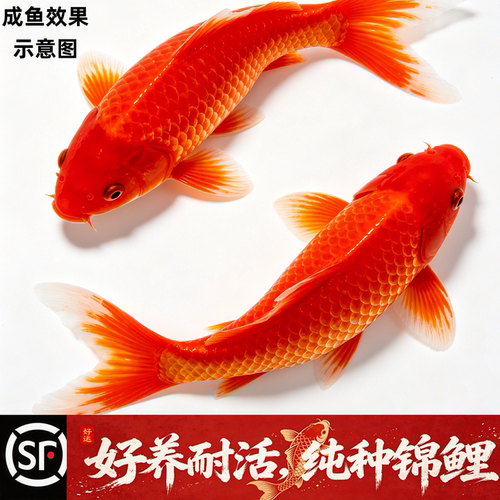 顺丰锦鲤鱼苗纯种红白三色好养
