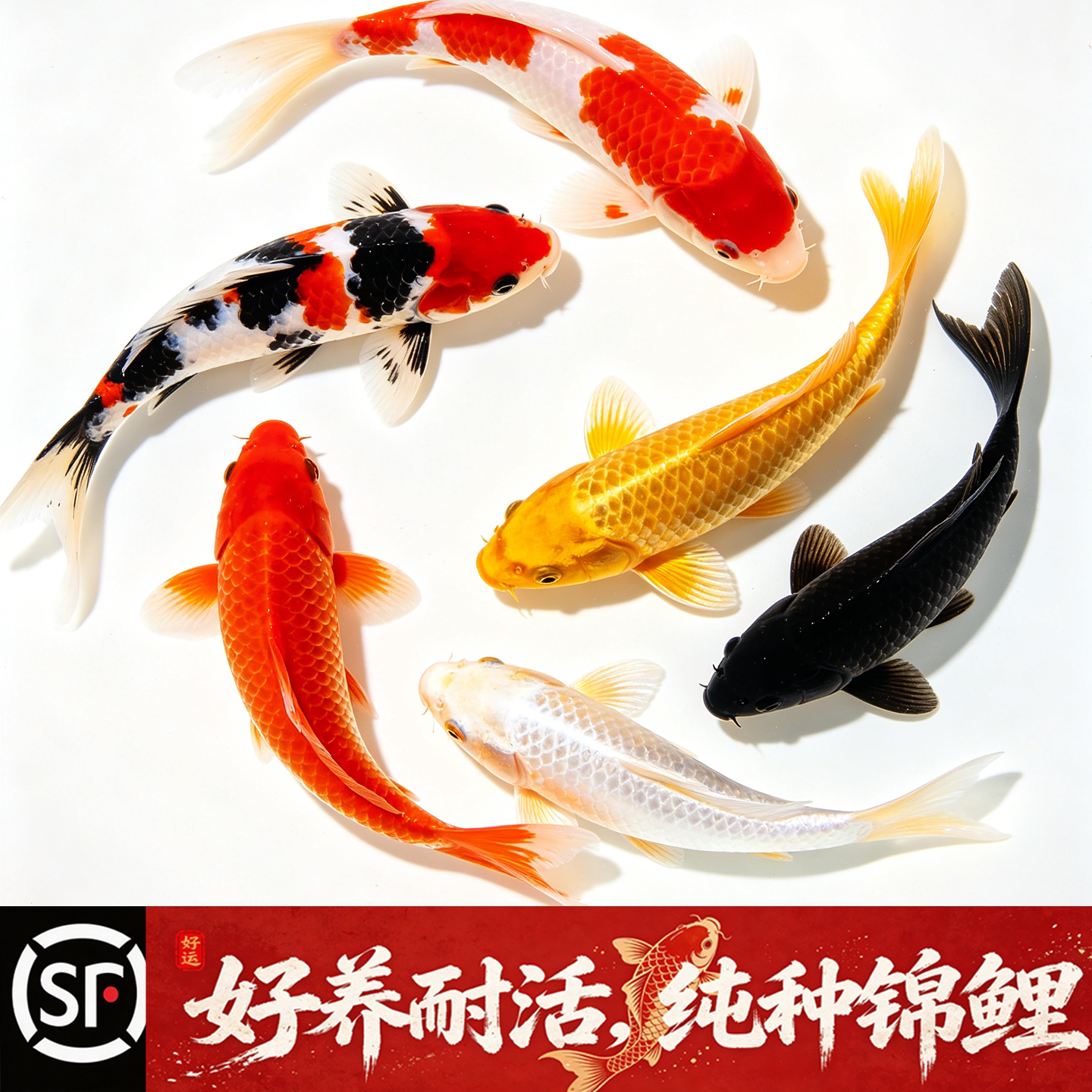 锦鲤活鱼红白三色大型好养耐活淡水鱼冷水鱼高档观赏鱼纯种锦鲤