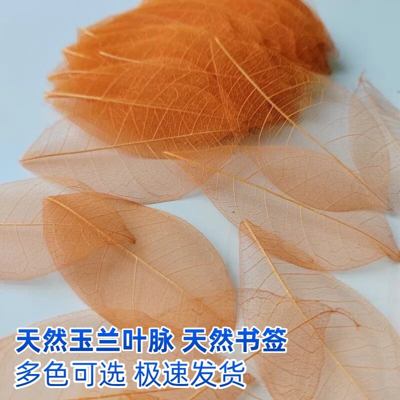 天然橡树叶书签植物标本拍摄道具装饰幼儿园diy手工干花涂鸦材料