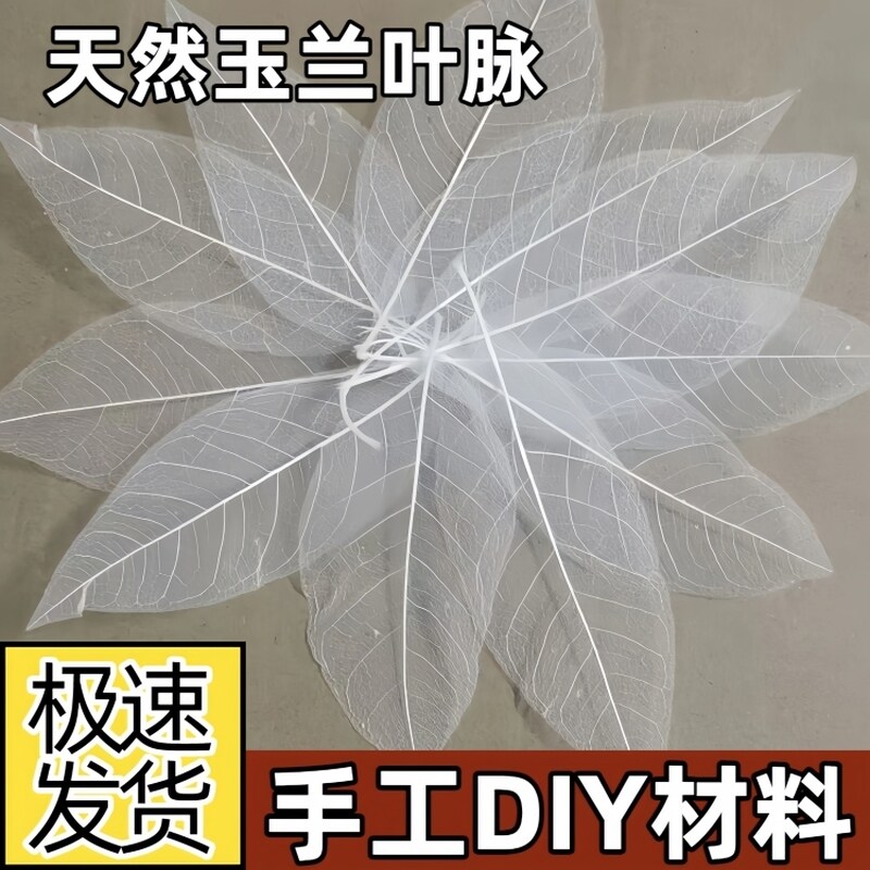 金刚叶脉天然材料手工diy相宽装饰画背景图壁画工艺贴画书签叶子