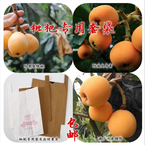 枇杷佳珠水果套袋保护袋果袋