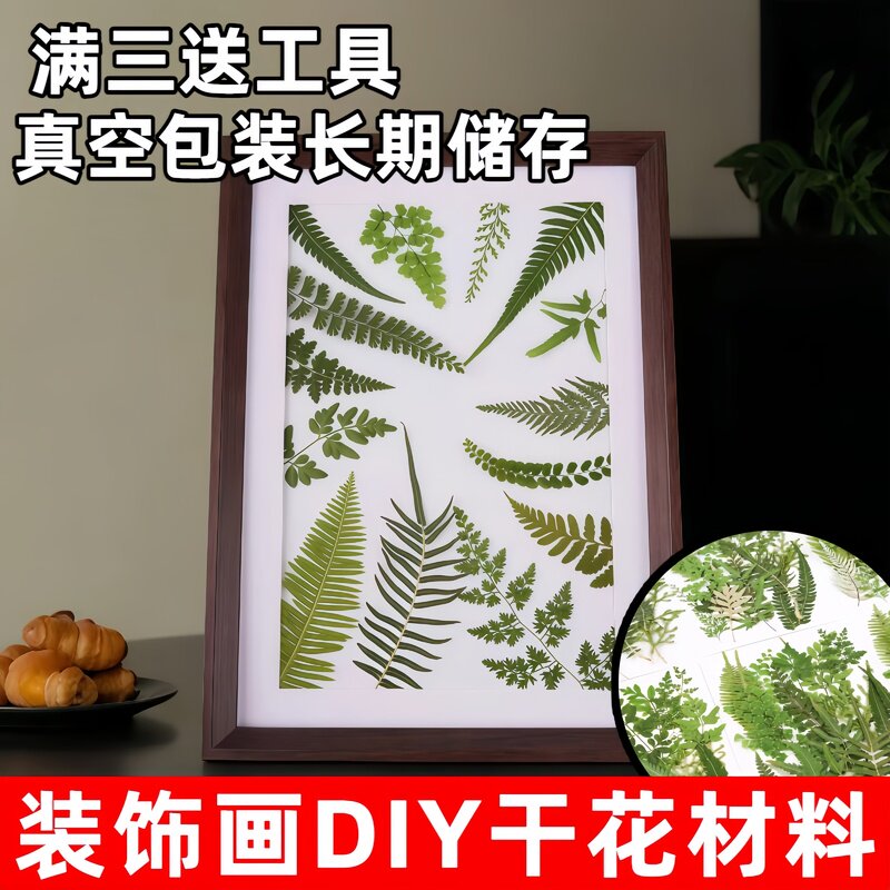干花蕨类植物标本幼儿园手工树叶贴画手机壳押花台灯滴胶干花压花