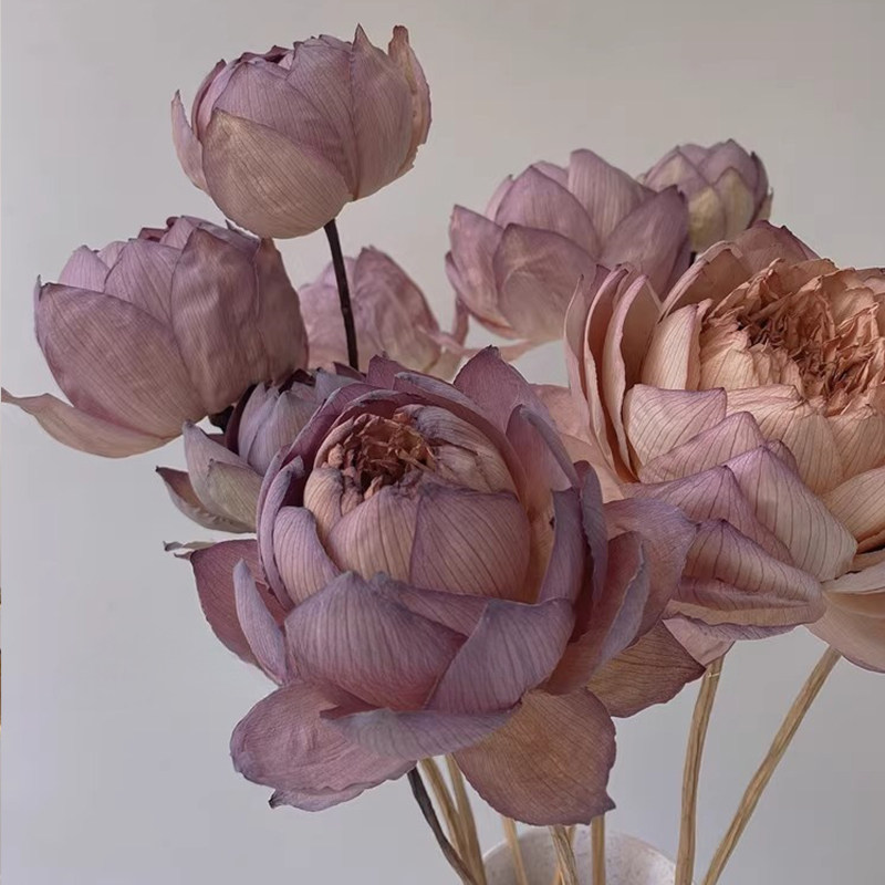 天然荷花干花花束鲜花高级感真花干荷花莲蓬摆件客厅摆设永生花