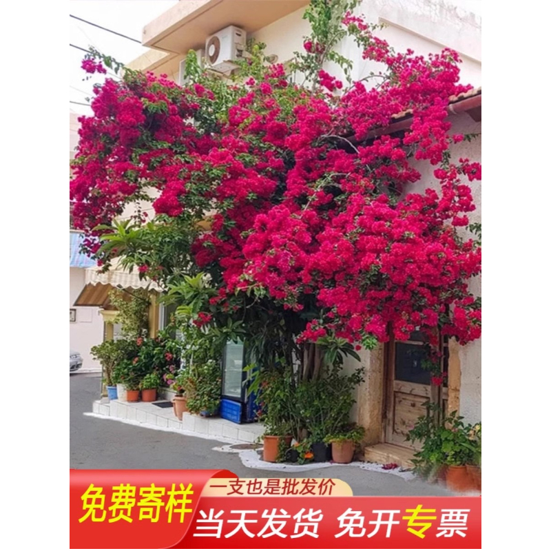 仿真三角梅套餐景区造景