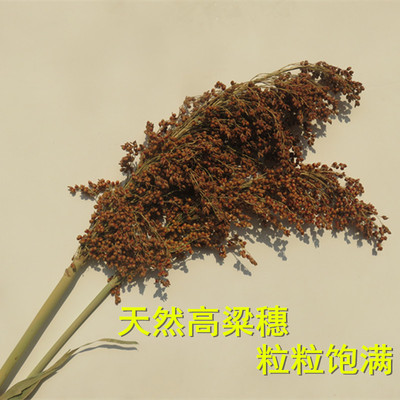 天猫优选：农家乐装饰真高粱干花