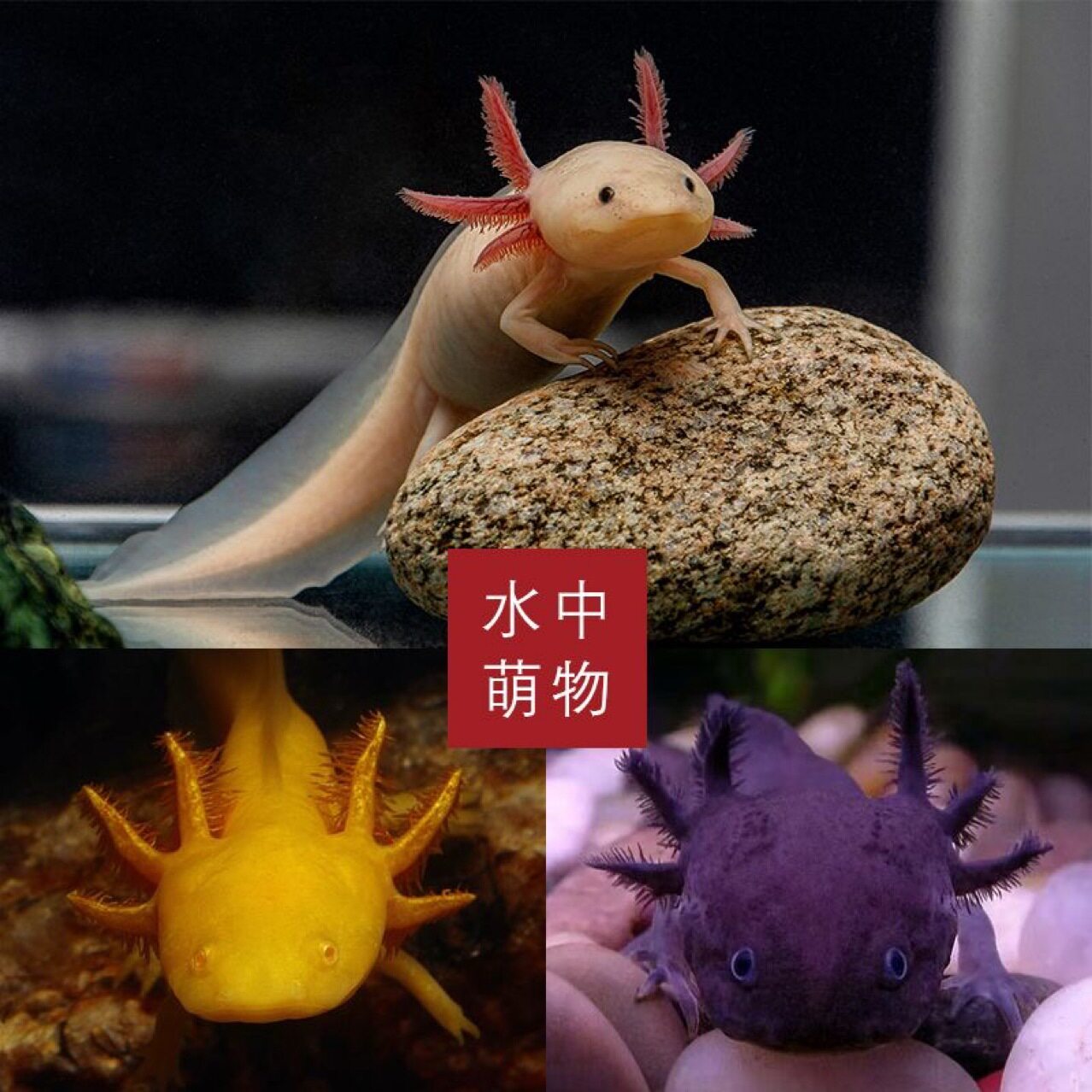 六角恐龙鱼蝾螈黑黄色淡水鱼观赏宠物鱼鱼金鱼锦鲤鱼水族爬行宠物