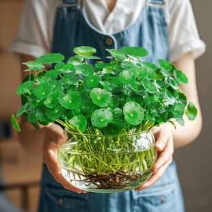 铜钱草盆栽水土培带叶幼苗老桩植物根芽大叶常绿植物