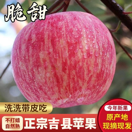 新鲜壶口瀑布产地直发红富士