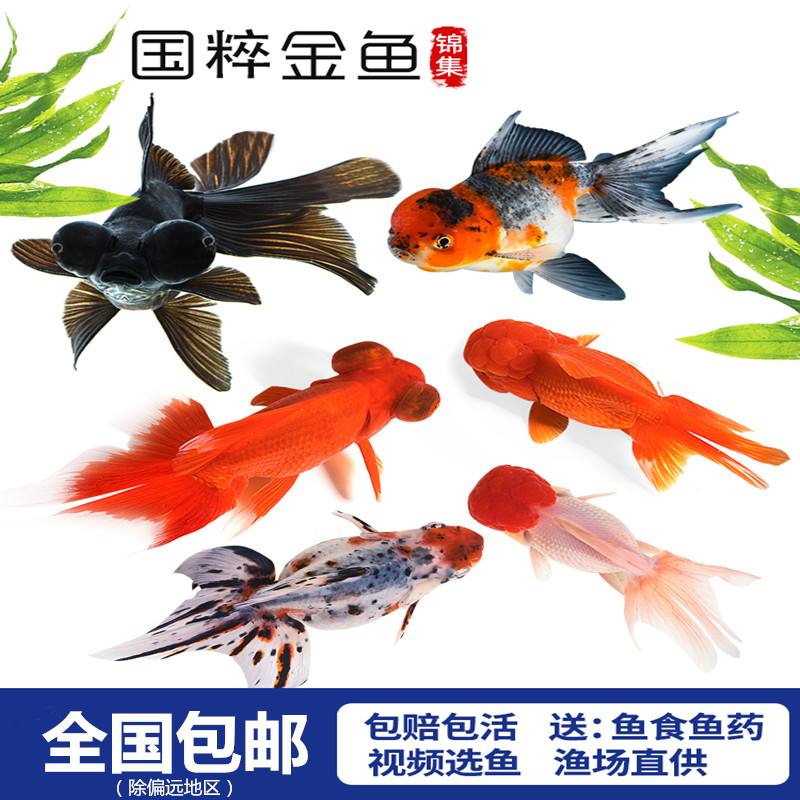 镏金金鱼价格 镏金金鱼图片 星期三