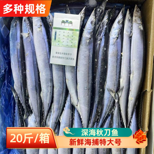 深海秋刀鱼特大号商用