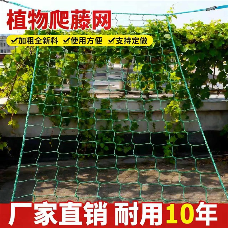 植物爬藤网百香果丝瓜种植网网格网爬架网瓜果攀爬网爬藤架瓜棚网