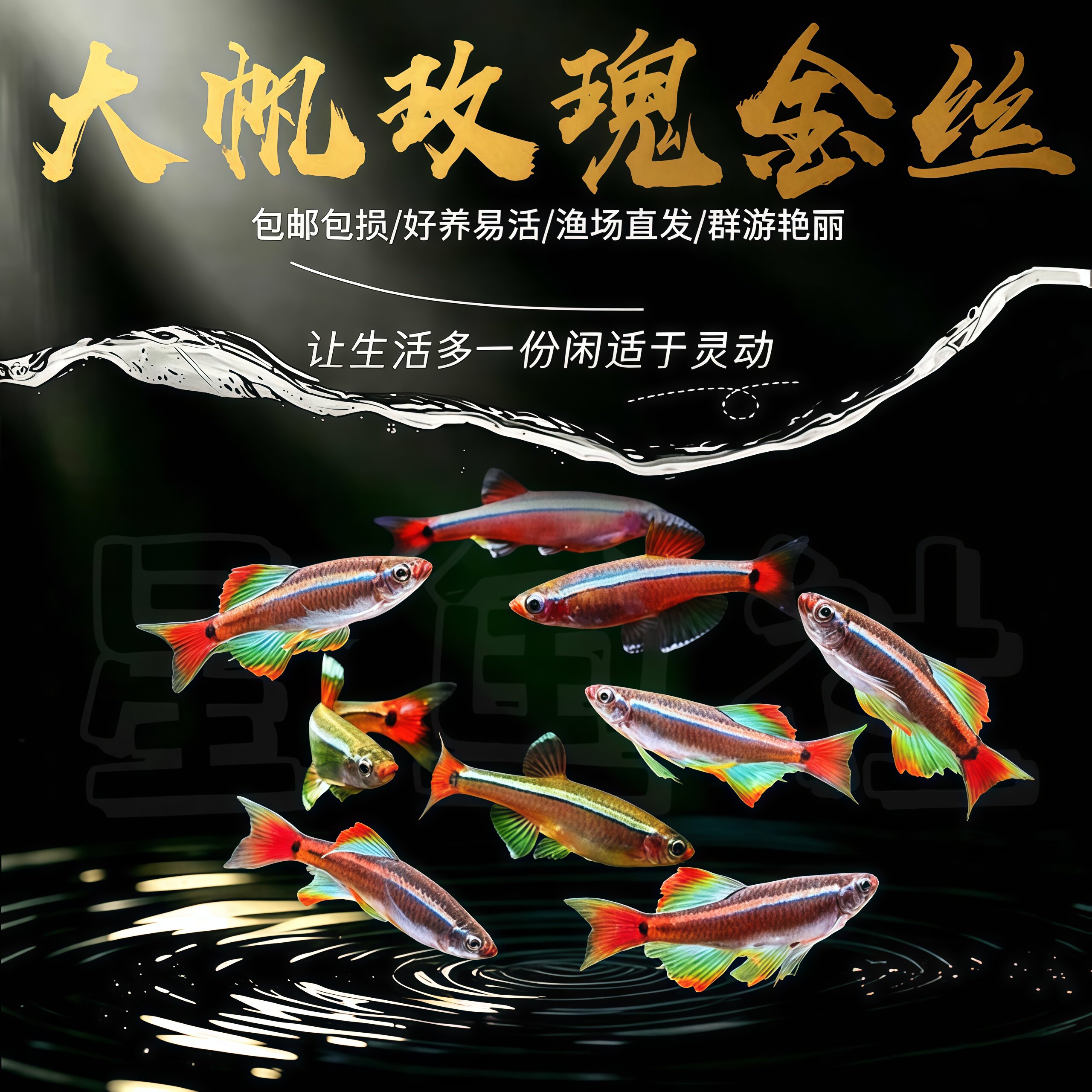 大帆瑰丽金丝灯鱼新手活体水草缸图片
