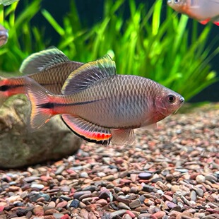 原生鱼汕尾齐泉州齐氏鱊鳑鲏鱼红边鳑鲏白边鳑鲏冷水鱼观赏鱼