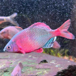 广西河池越南鰟鮍鱼红身新流域原生溪流鱼小型好养耐活不加温冷水