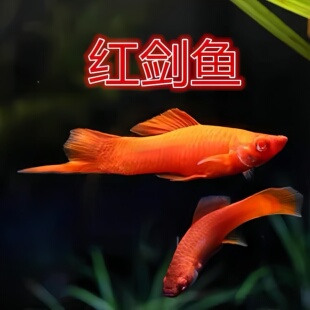 红箭鱼热带冷水观赏鱼小型双尾红剑鱼红米奇胎生活鱼苗好养耐活