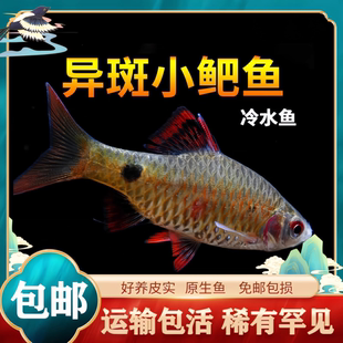 异斑小鲃鱼稀有原生冷水鱼淡水冷水观赏鱼好养耐活小鱼好养耐活鱼