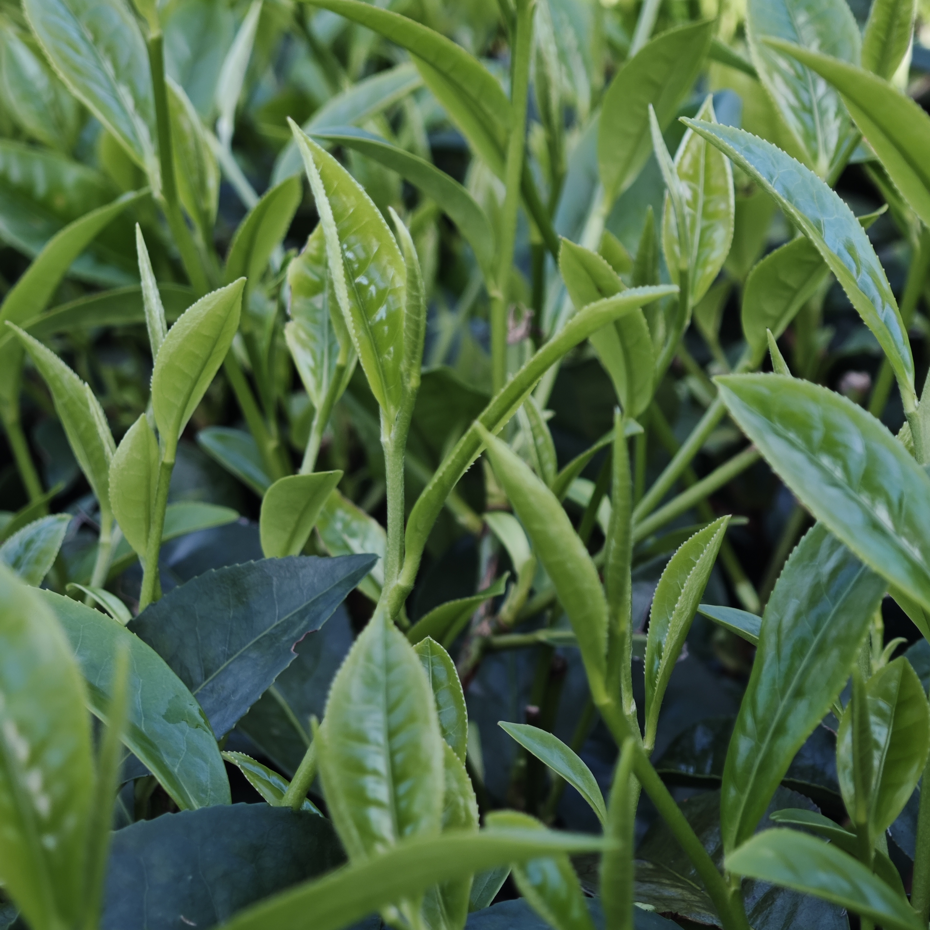 2025年云南高山头春头采明前绿茶，云南特色茶叶核心产区直采直供