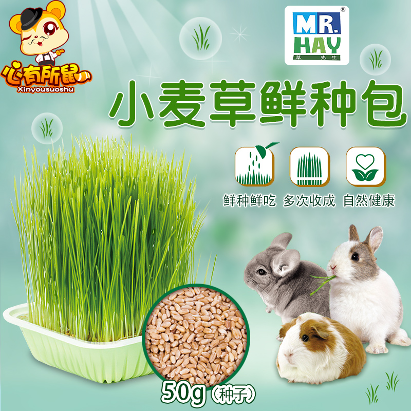 包邮 HR.MAY 草先生 小麦草鲜种包 50g