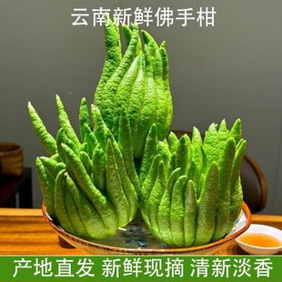 云南佛手柑新鲜采摘鲜果天然香薰大果观赏佛手瓜基地直发佛手果
