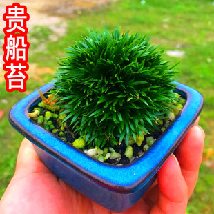 好养绿植 微型蝉小川菖蒲盆栽金钱黄金极姬虎须贵船苔石菖蒲苗四季