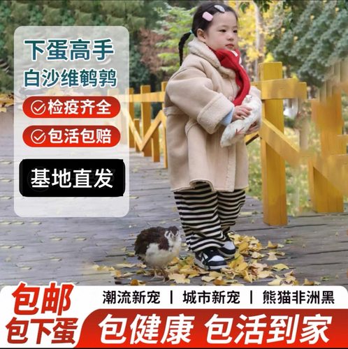 白沙维鹌鹑活体宠物鸡