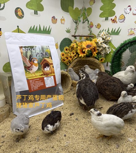 芦丁鸡专用饲料产蛋料
