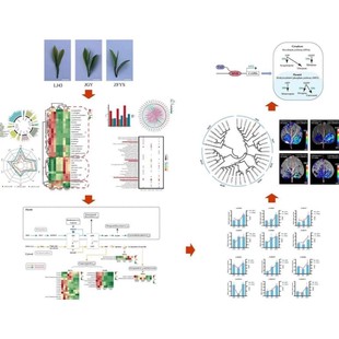 网络药理学代做Cytoscape作图GO富集KEGG通路分子对接