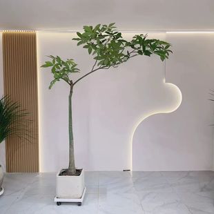 原生伞状飘枝发财树盆栽乔迁新居老桩造型大棵室内客厅大型绿植