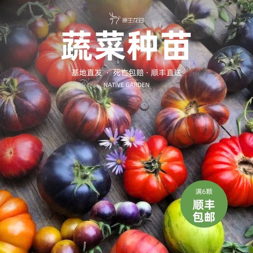 小番茄茄子种苗蔬菜苗四季蔬菜
