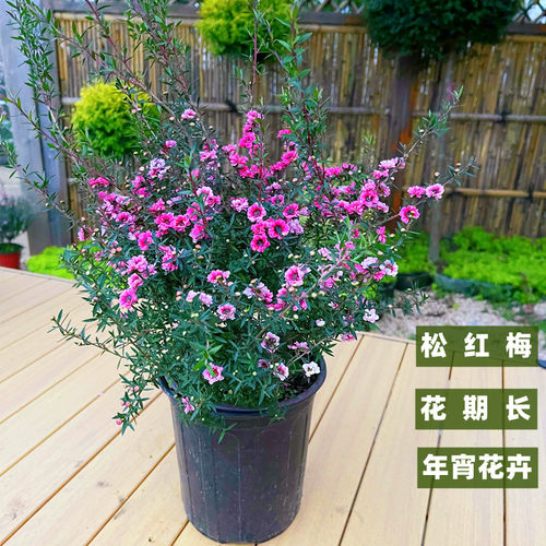 澳洲松红梅盆栽年宵花卉花期长