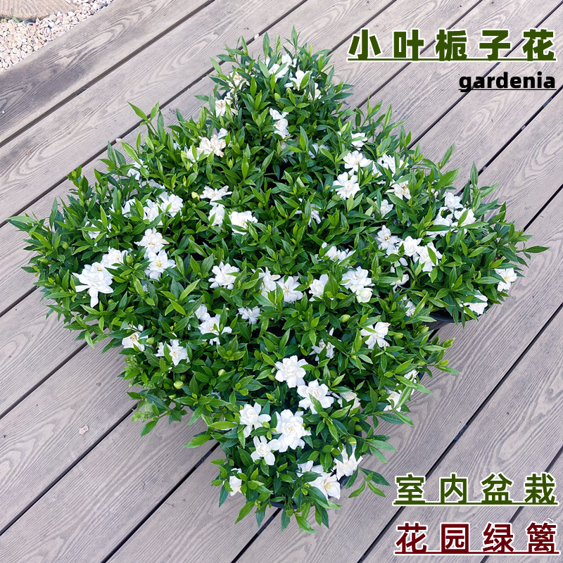 小叶栀子花盆栽雀舌栀子花卉室内芳香阳台绿植四季好栽种花园植物