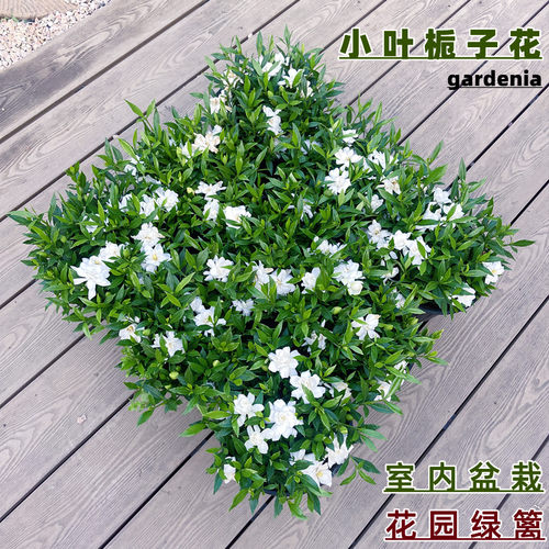 花明月小叶雀舌栀子花花园植物