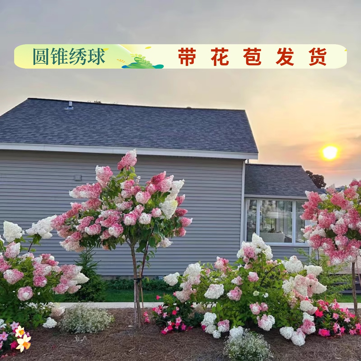 圆锥绣球棒糖花镜庭院植物