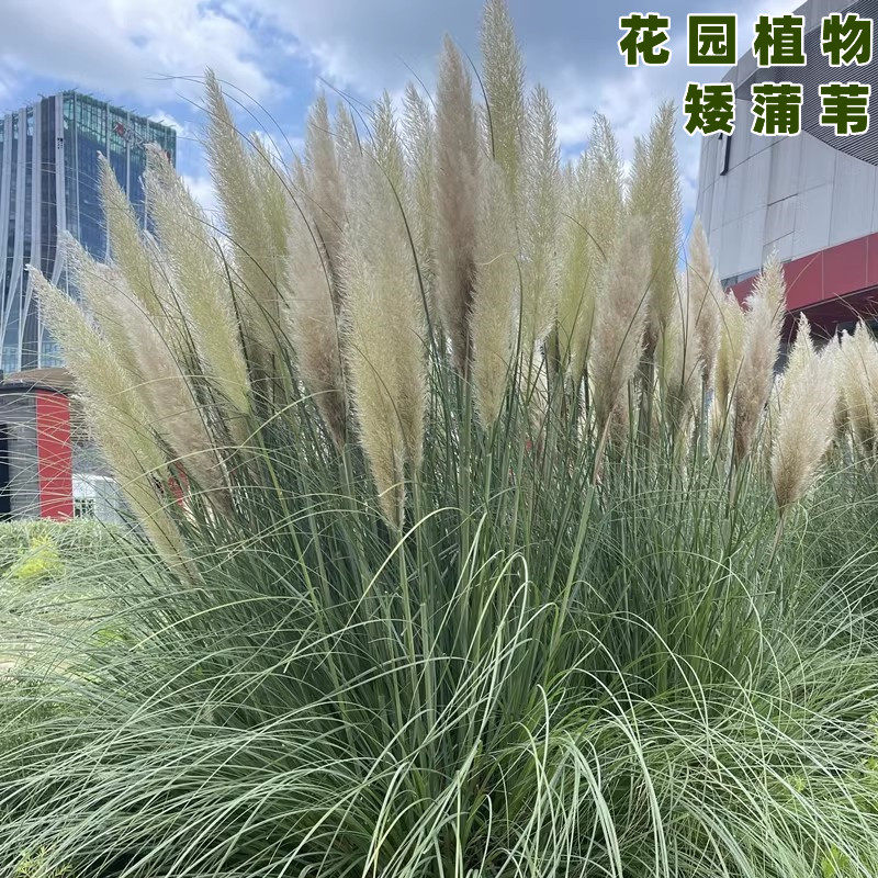 矮蒲苇苗细叶盲带花剑耐寒耐热水生花叶矮蒲苇芦苇草盆栽花镜植物