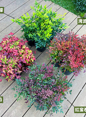 火焰南天竹盆栽秋色南天竺花苗红叶红宝石湾流青柠檬花园耐寒植物