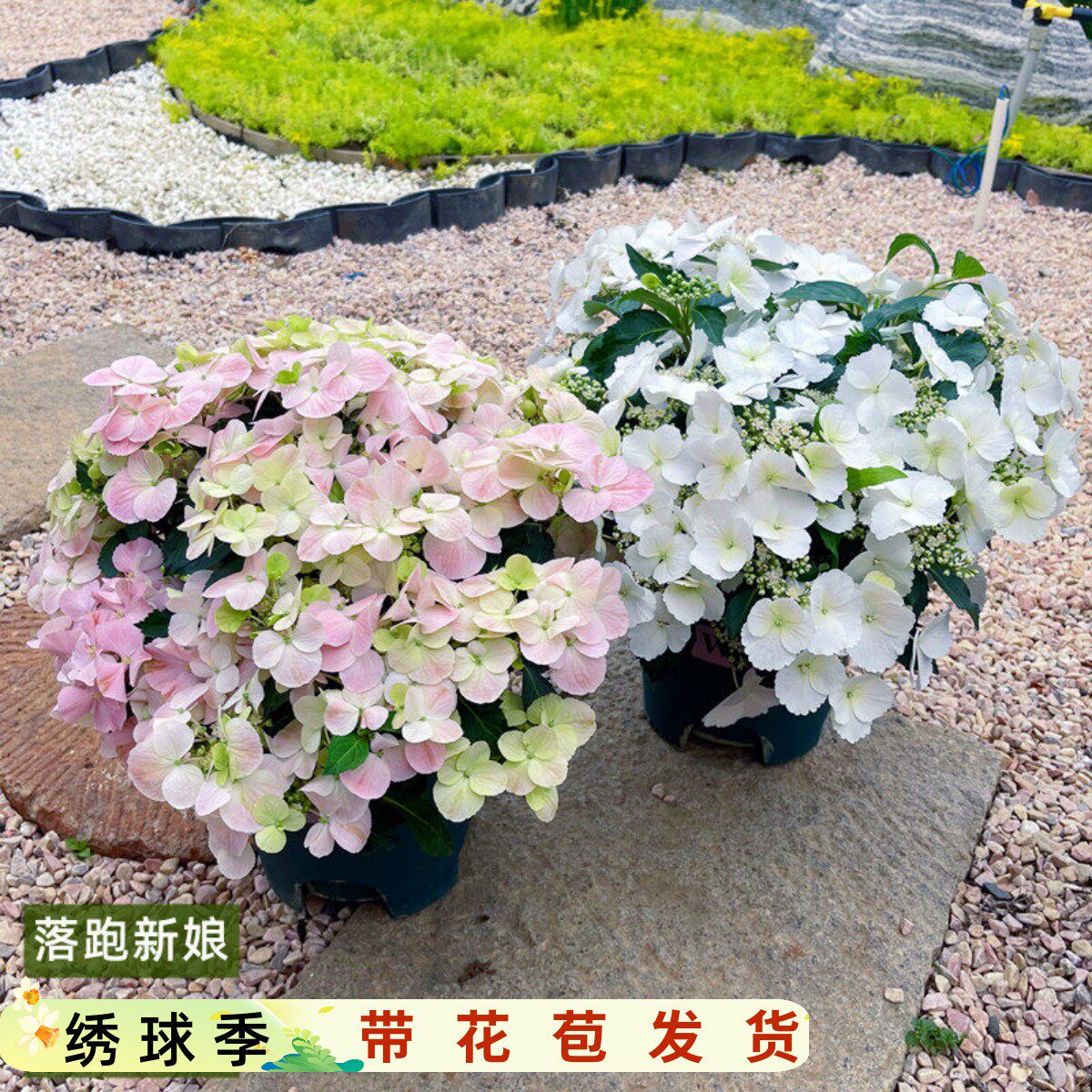 粉色落跑新娘绣球花盆栽蓝色已调色带花苞花园爬藤植物大苗多年生