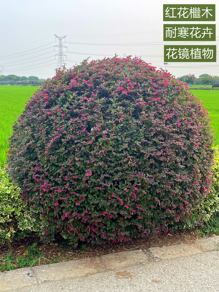 红花檵木球树苗庭院绿化植物四季常青红花继木观叶灌木观赏绿篱